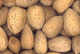 تصویر 4 از فروش عمده بادام درختی ارگانیک + مناسب تولید کنندگان روغن بادام